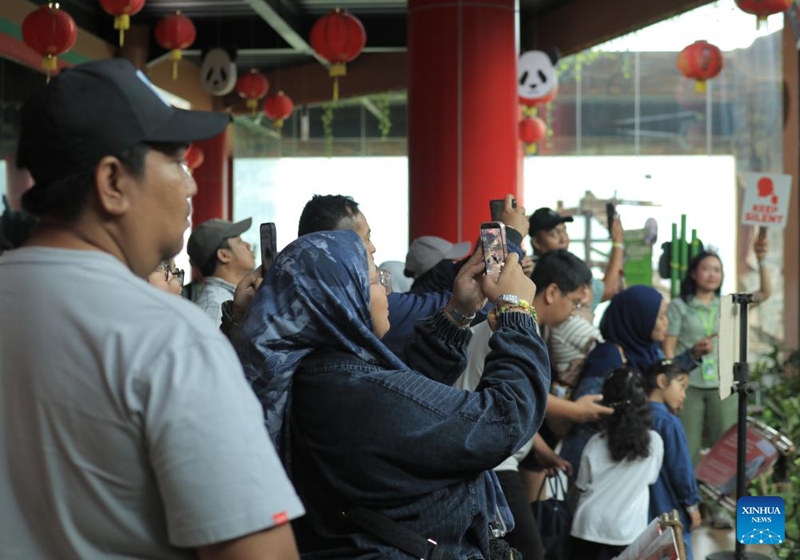 Visitors take photos of Rio, the first giant panda cub born in Indonesia, at Taman Safari Indonesia in Bogor, south of Jakarta, Indonesia, May 30, 2026. (Taman Safari Indonesia/Handout via Xinhua)