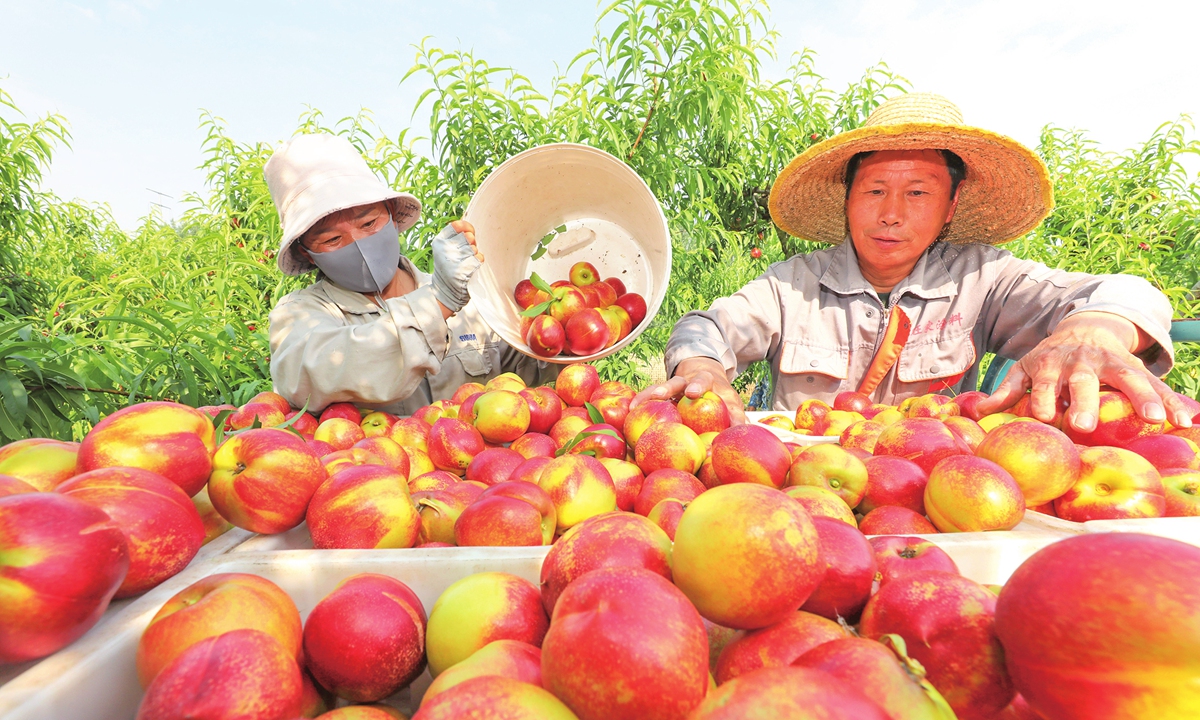 Workers sort and pack peaches at an agricultural cooperative in Lieshan town, Huaibei City, East China's Anhui Province, on June 1, 2026, as more than 300 mu (20 hectares) of peach orchards operated by the cooperative enter the harvest season. Photo: cnsphoto