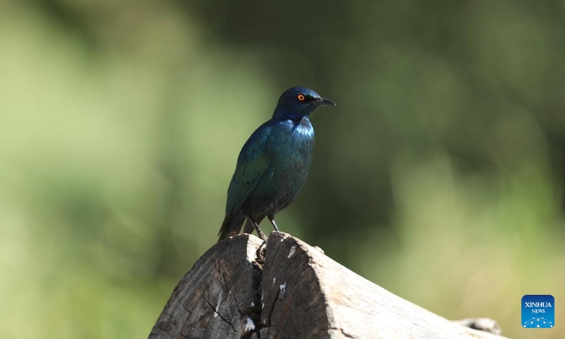 A cape glossy starling is seen at Kruger National Park in Mpumalanga Province, South Africa, May 31, 2026. South Africa's Kruger National Park on Saturday evening marked its 100th anniversary with a centenary celebration at Skukuza Rest Camp under the theme Our Heritage, Our Future. (Xinhua/Chen Wei)