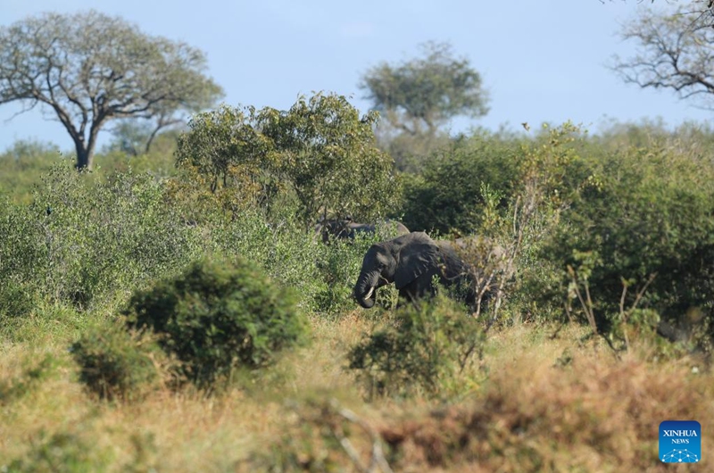 An African elephant is seen at Kruger National Park in Mpumalanga Province, South Africa, May 31, 2026. South Africa's Kruger National Park on Saturday evening marked its 100th anniversary with a centenary celebration at Skukuza Rest Camp under the theme Our Heritage, Our Future. (Xinhua/Chen Wei)