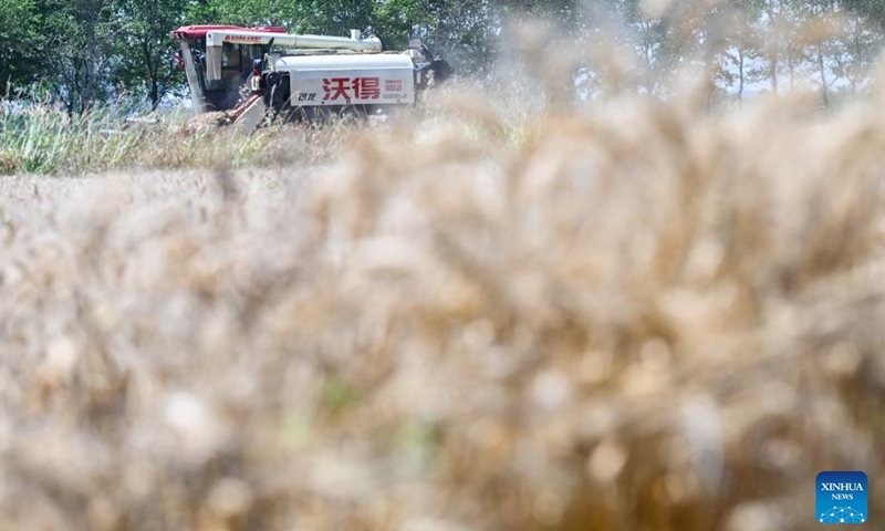 A harvester reaps wheat in a wheat field in Xuyi County, east China's Jiangsu Province, May 31, 2026. (Xinhua/Ji Chunpeng)
