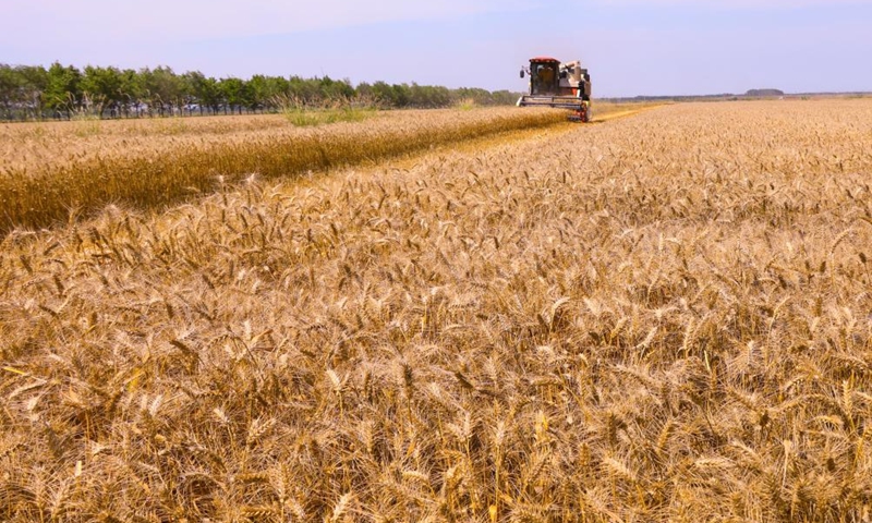 A harvester reaps wheat in a wheat field in Xuyi County, east China's Jiangsu Province, May 31, 2026. (Photo by Xu Changyin/Xinhua)