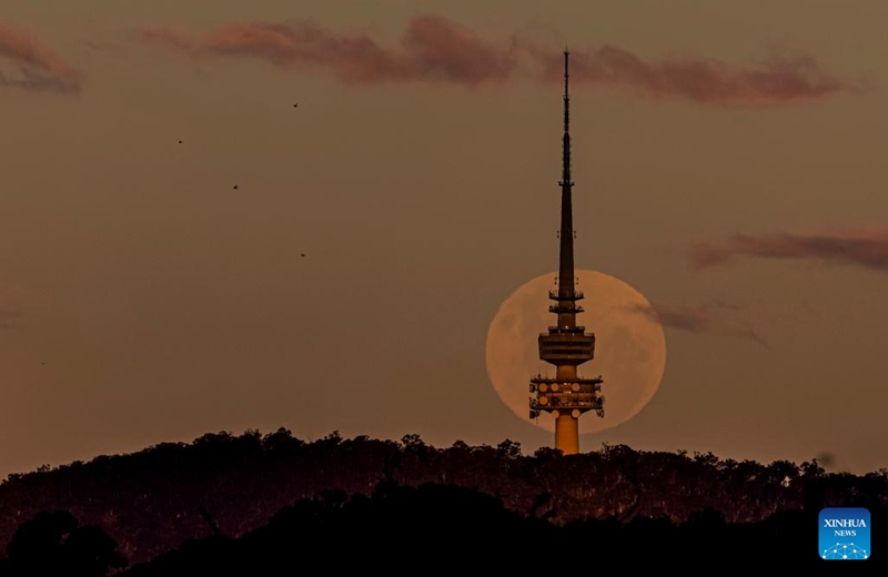 The full moon, known as the Blue Moon, is seen behind the Telstra Tower on the Black Mountain in Canberra, Australia, on May 31, 2026. (Xinhua/Chu Chen)