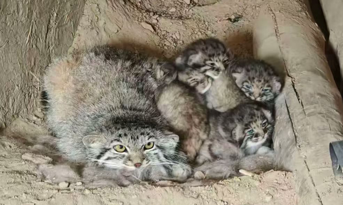 A pallas's cat mother and her cubs found at a local herder's home in Shawan county, Tacheng prefecture in Northwest China's Xinjiang Uygur Autonomous Region Photo: official WeChat account of people.cn