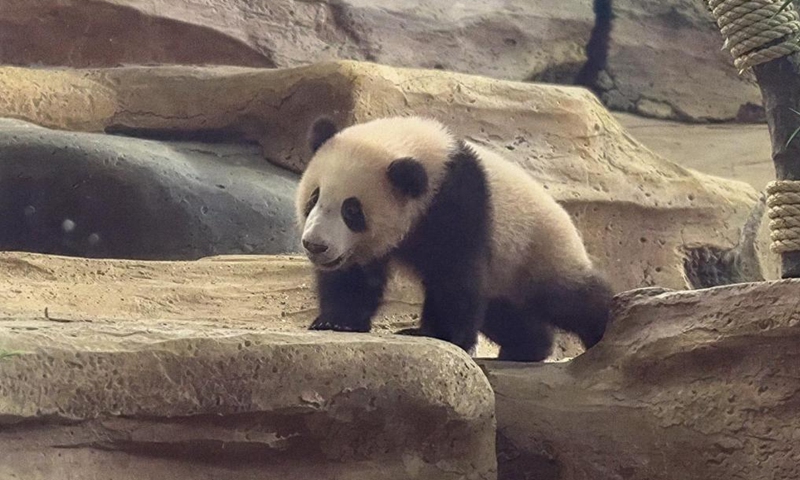 Rio, the first giant panda cub born in Indonesia, is pictured at Taman Safari Indonesia in Bogor, south of Jakarta, Indonesia, May 30, 2026. (Taman Safari Indonesia/Handout via Xinhua)