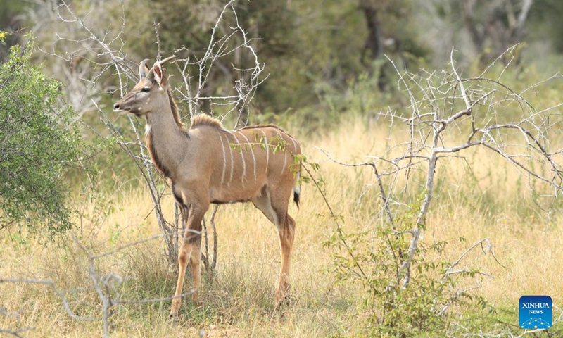 A kudu is seen at Kruger National Park in Mpumalanga Province, South Africa, May 31, 2026. South Africa's Kruger National Park on Saturday evening marked its 100th anniversary with a centenary celebration at Skukuza Rest Camp under the theme Our Heritage, Our Future. (Xinhua/Chen Wei)