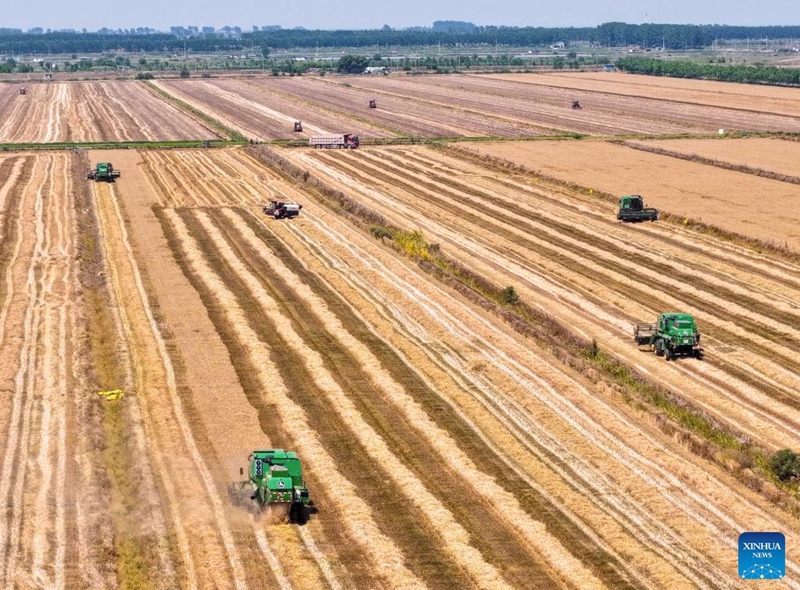 This aerial drone photo taken on May 31, 2026 shows harvesters in a wheat field in Xuyi County, east China's Jiangsu Province. (Photo by Xu Changyin/Xinhua)