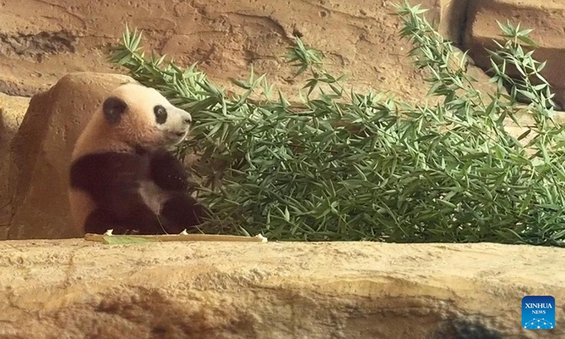 Rio, the first giant panda cub born in Indonesia, is pictured at Taman Safari Indonesia in Bogor, south of Jakarta, Indonesia, May 30, 2026. (Taman Safari Indonesia/Handout via Xinhua)
