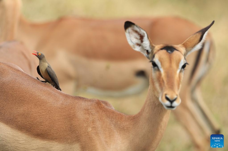 An impala is seen at Kruger National Park in Mpumalanga Province, South Africa, May 31, 2026. South Africa's Kruger National Park on Saturday evening marked its 100th anniversary with a centenary celebration at Skukuza Rest Camp under the theme Our Heritage, Our Future. (Xinhua/Chen Wei)