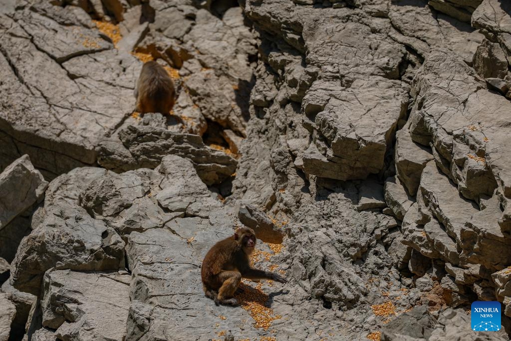 This photo taken on May 31, 2026 shows wild macaques having food at a feeding site in Wushan County, southwest China's Chongqing. Macaques are national second-class protected animals in China. Around the year 2000, their population in the Little Three Gorges area dropped to fewer than 100, as deforestation and land clearing reduced their natural habitats. Local authorities relocated residents from key wildlife habitats, removed docks located at macaques' regular gathering spots, and launched large-scale reforestation efforts. Today, several thousand wild macaques inhabit the region. (Photo: Xinhua)