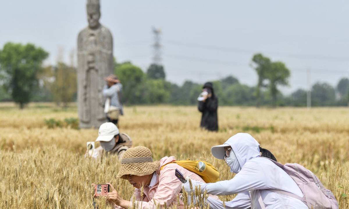 Tourists take photos in wheat fields home to the thousand-year-old stone sculptures built to guard the imperial tombs of the Northern Song Dynasty (960-1127) in Gongyi, Central China's Henan Province, on June 2, 2026. Photo: VCG