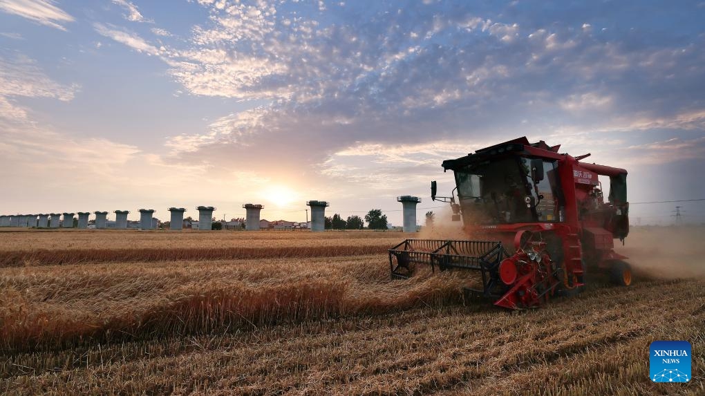 An agricultural machine harvests wheat in Dawangzhuang Town, Zhoukou City of central China's Henan Province, May 31, 2026. (Photo: Xinhua)