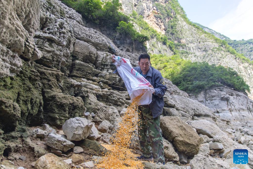 Gong Qingbing prepares corn for macaques at a feeding site in Wushan County, southwest China's Chongqing, on May 31, 2026. Macaques are national second-class protected animals in China. Around the year 2000, their population in the Little Three Gorges area dropped to fewer than 100, as deforestation and land clearing reduced their natural habitats. Local authorities relocated residents from key wildlife habitats, removed docks located at macaques' regular gathering spots, and launched large-scale reforestation efforts. Today, several thousand wild macaques inhabit the region. (Photo: Xinhua)