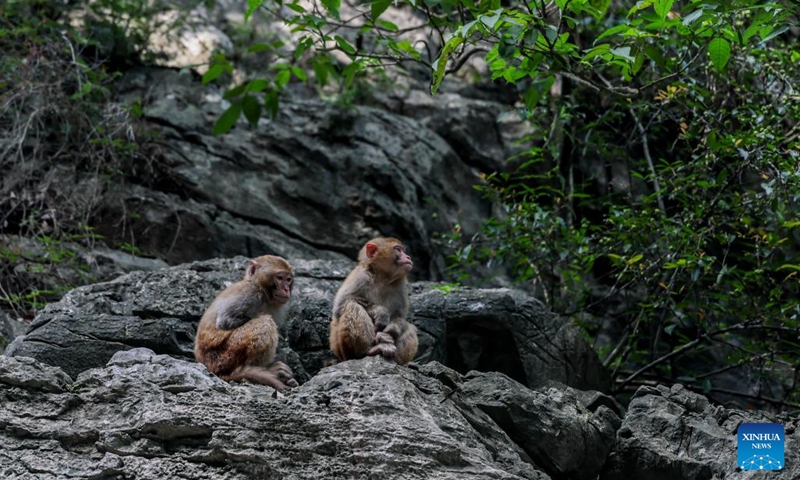 This photo taken on May 31, 2026 shows wild macaques at the Little Three Gorges scenic area in Wushan County, southwest China's Chongqing. Macaques are national second-class protected animals in China. Around the year 2000, their population in the Little Three Gorges area dropped to fewer than 100, as deforestation and land clearing reduced their natural habitats. Local authorities relocated residents from key wildlife habitats, removed docks located at macaques' regular gathering spots, and launched large-scale reforestation efforts. Today, several thousand wild macaques inhabit the region. (Photo: Xinhua)