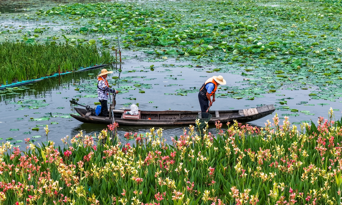 Workers navigate boats to clear floating litter across Cehu national wetland park in Xishui, Central China's Hubei Province, on May 22, 2026. Photo: VCG