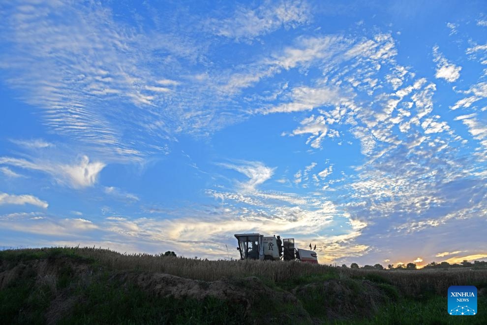 An agricultural machine harvests wheat in Dongyao Village, Jiaozuo City of central China's Henan Province, May 31, 2026. (Photo: Xinhua)