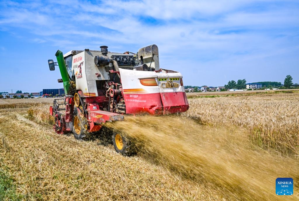 An agricultural machine harvests wheat in Guolyuzhuang Village, Shangqiu City of central China's Henan Province, June 1, 2026. (Photo: Xinhua)