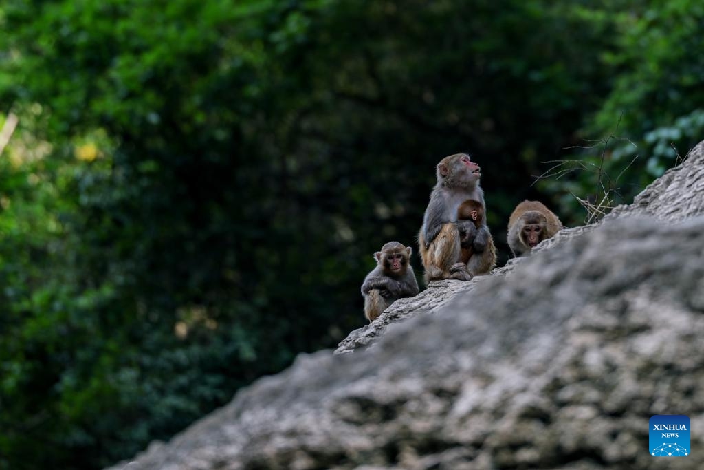 This photo taken on May 31, 2026 shows wild macaques at the Little Three Gorges scenic area in Wushan County, southwest China's Chongqing. Macaques are national second-class protected animals in China. Around the year 2000, their population in the Little Three Gorges area dropped to fewer than 100, as deforestation and land clearing reduced their natural habitats. Local authorities relocated residents from key wildlife habitats, removed docks located at macaques' regular gathering spots, and launched large-scale reforestation efforts. Today, several thousand wild macaques inhabit the region. (Photo: Xinhua)
