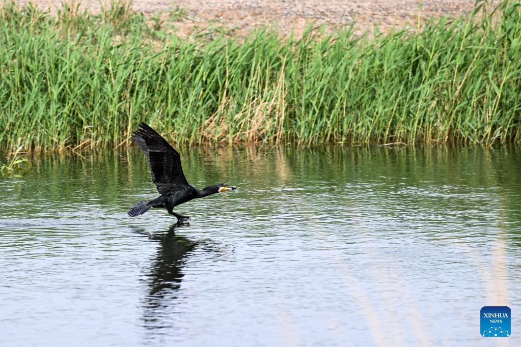 A waterfowl forages at the Jiupaigan artificial wetland in Urad Front Banner of Bayannur, north China's Inner Mongolia Autonomous Region, May 31, 2026. The Ulan Suhai Lake is the largest freshwater lake in the Yellow River basin. In recent years, local authorities have taken multiple measures to improve the ecology of the lake area. By making good use of the water replenishment from the Yellow River while strictly controlling sources of pollution, the lake's ecology has been improving year by year. (Photo: Xinhua)