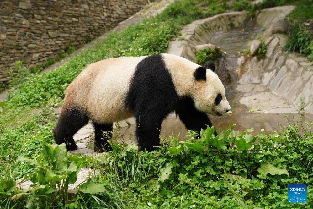 A giant panda is pictured at the Shenshuping giant panda base of Wolong National Nature Reserve in southwest China's Sichuan Province, June 3, 2026. (Photo: Xinhua)