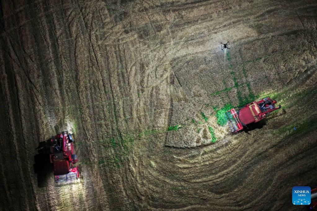 An aerial drone photo taken on June 2, 2026 shows agricultural machines harvesting wheat in a field illuminated by a high-power tethered lighting drone in Feidong County, Hefei City, east China's Anhui Province. The wheat harvest season recently started in various places in Anhui Province. On Tuesday night, the Anhui Hefei Power Supply Company under the State Grid dispatched a high-power tethered lighting drone to illuminate the fields of a farm, helping agricultural machinery operators work at night. (Photo: Xinhua)