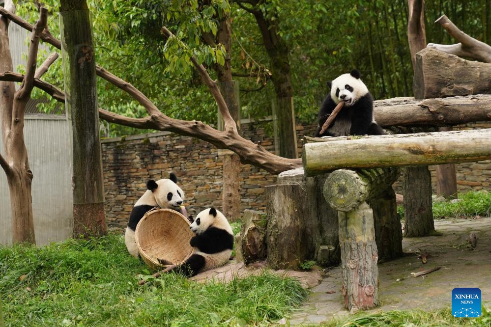 A giant panda and its two cubs are pictured at the Shenshuping giant panda base of Wolong National Nature Reserve in southwest China's Sichuan Province, June 3, 2026. (Photo: Xinhua)