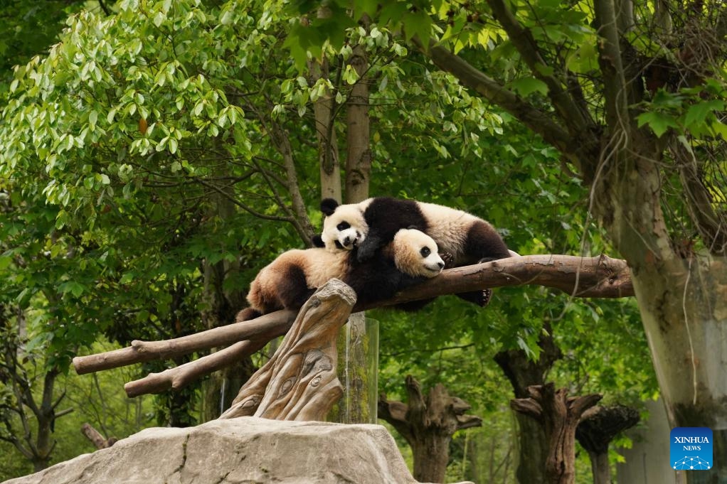 Giant panda cubs rest at the Shenshuping giant panda base of Wolong National Nature Reserve in southwest China's Sichuan Province, June 3, 2026. (Photo: Xinhua)