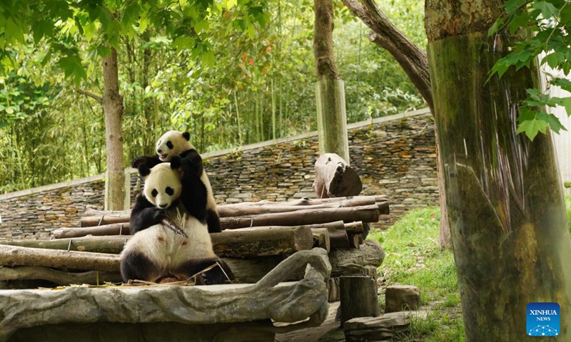A giant panda plays with its cub at the Shenshuping giant panda base of Wolong National Nature Reserve in southwest China's Sichuan Province, June 3, 2026. (Photo: Xinhua)