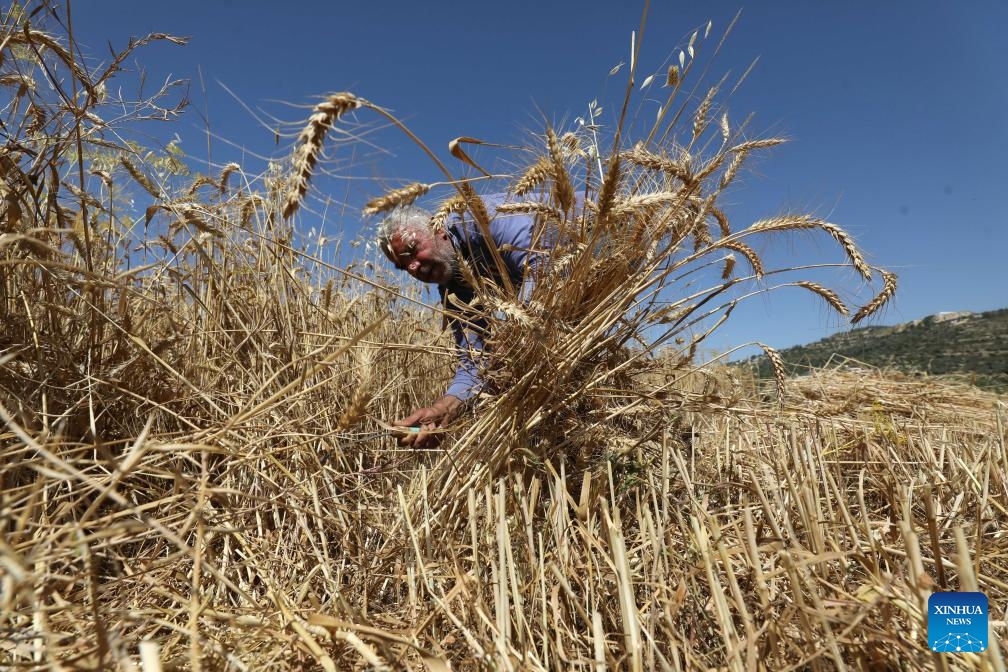 A Palestinian farmer harvests wheat in the village of As-Sawiya, south of Nablus in the West Bank, on June 4, 2026. (Photo by Nidal Eshtayeh/Xinhua)