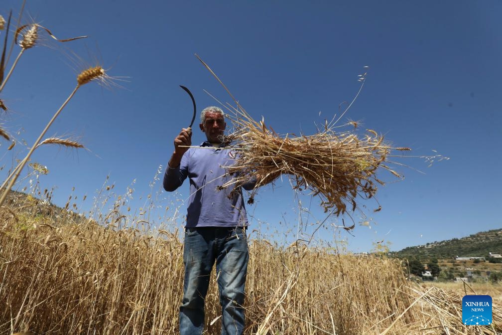 A Palestinian farmer harvests wheat in the village of As-Sawiya, south of Nablus in the West Bank, on June 4, 2026. (Photo by Nidal Eshtayeh/Xinhua)