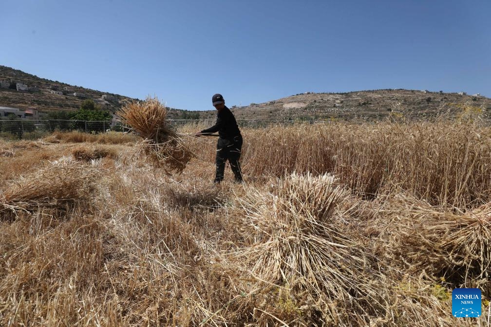 A Palestinian farmer harvests wheat in the village of As-Sawiya, south of Nablus in the West Bank, on June 4, 2026. (Photo by Nidal Eshtayeh/Xinhua)