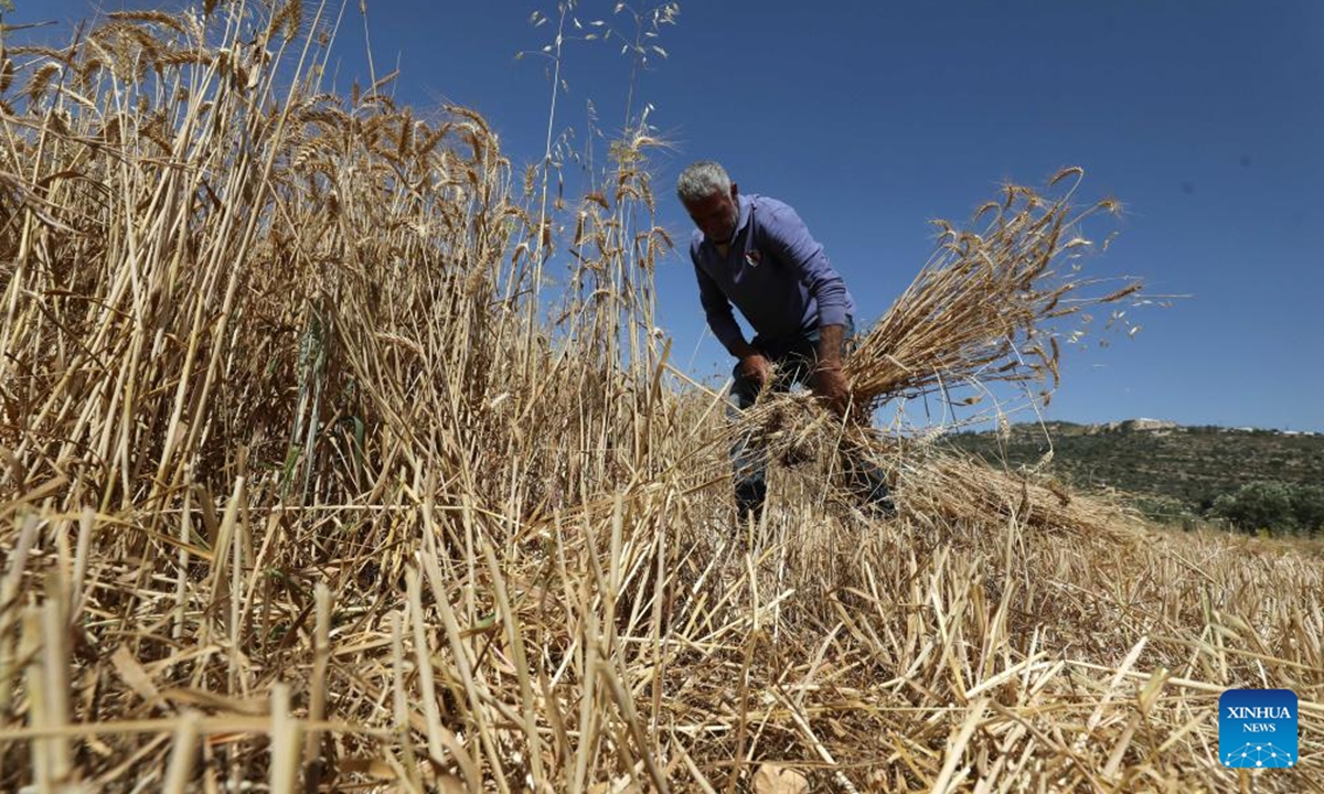A Palestinian farmer harvests wheat in the village of As-Sawiya, south of Nablus in the West Bank, on June 4, 2026. (Photo by Nidal Eshtayeh/Xinhua)
