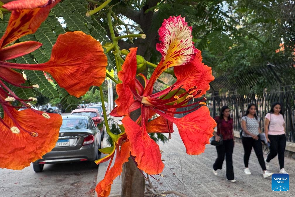 This photo taken on June 4, 2026 shows blooming royal poinciana trees on a street in Cairo, Egypt. (Photo by Ahmed Gomaa/Xinhua)