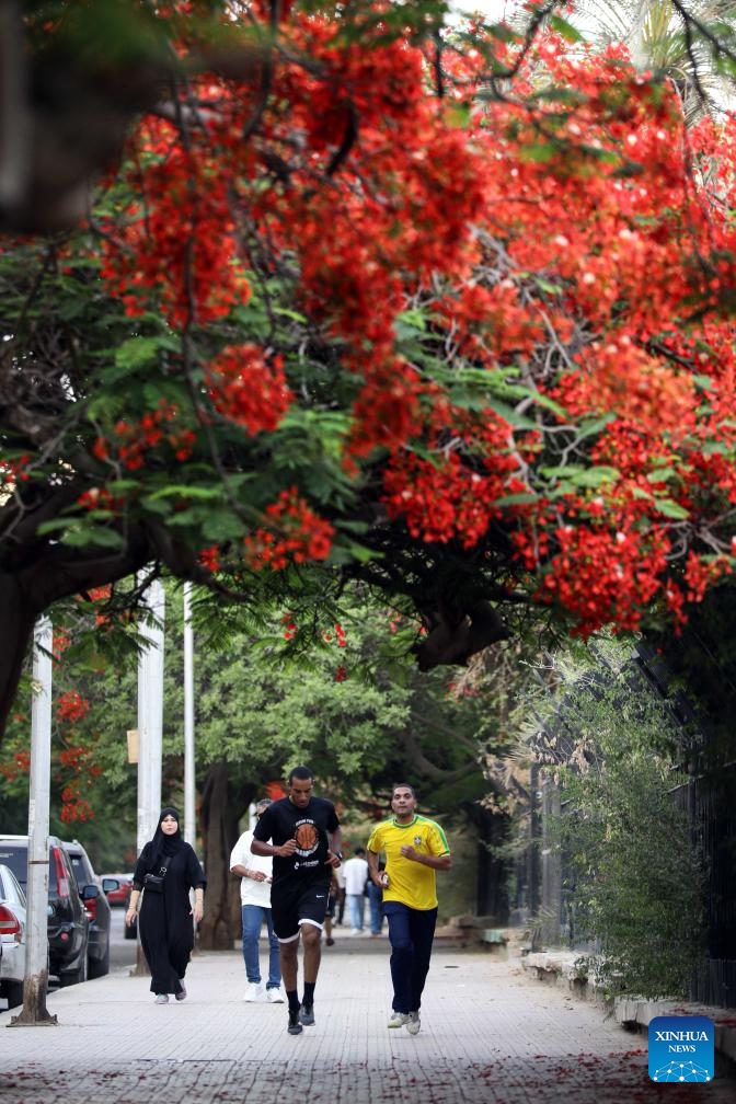 This photo taken on June 4, 2026 shows blooming royal poinciana trees on a street in Cairo, Egypt. (Photo by Ahmed Gomaa/Xinhua)