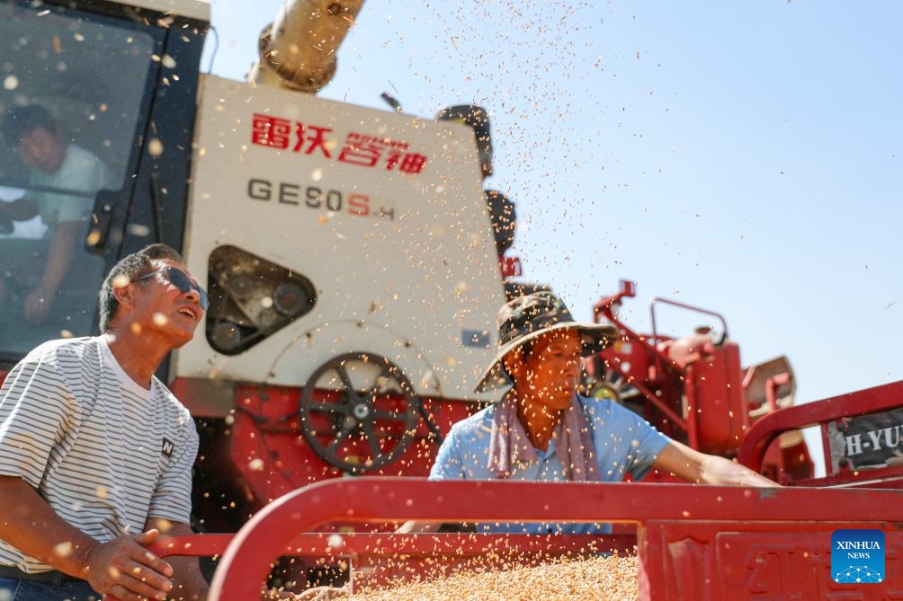 Farmers harvest wheat in Suixian County of Shangqiu City, central China's Henan Province, June 4, 2026. (Photo by Xu Zeyuan/Xinhua)
