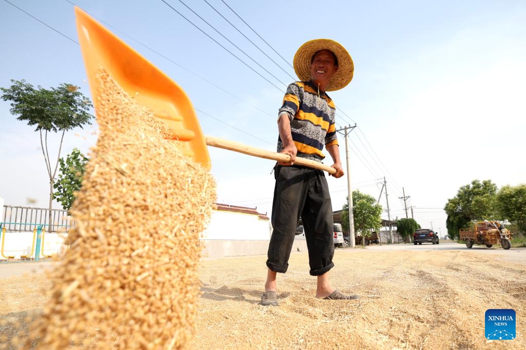 A farmer airs harvested wheat in Fugou County of Zhoukou City, central China's Henan Province, June 2, 2026. (Xinhua/Li Jianan)