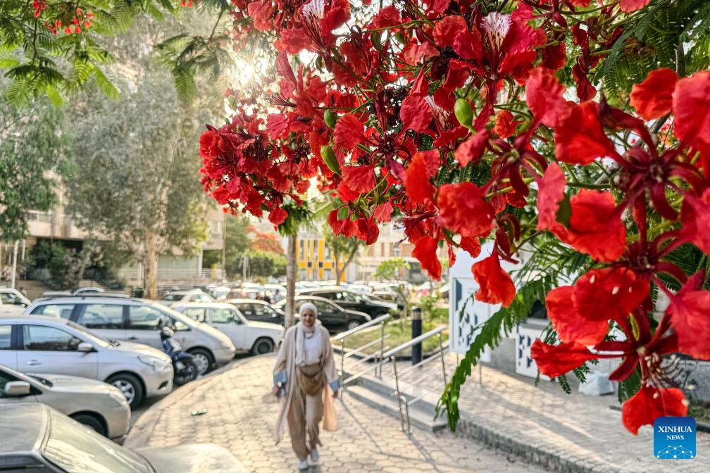 This photo taken on June 4, 2026 shows blooming royal poinciana trees on a street in Cairo, Egypt. (Photo by Ahmed Gomaa/Xinhua)