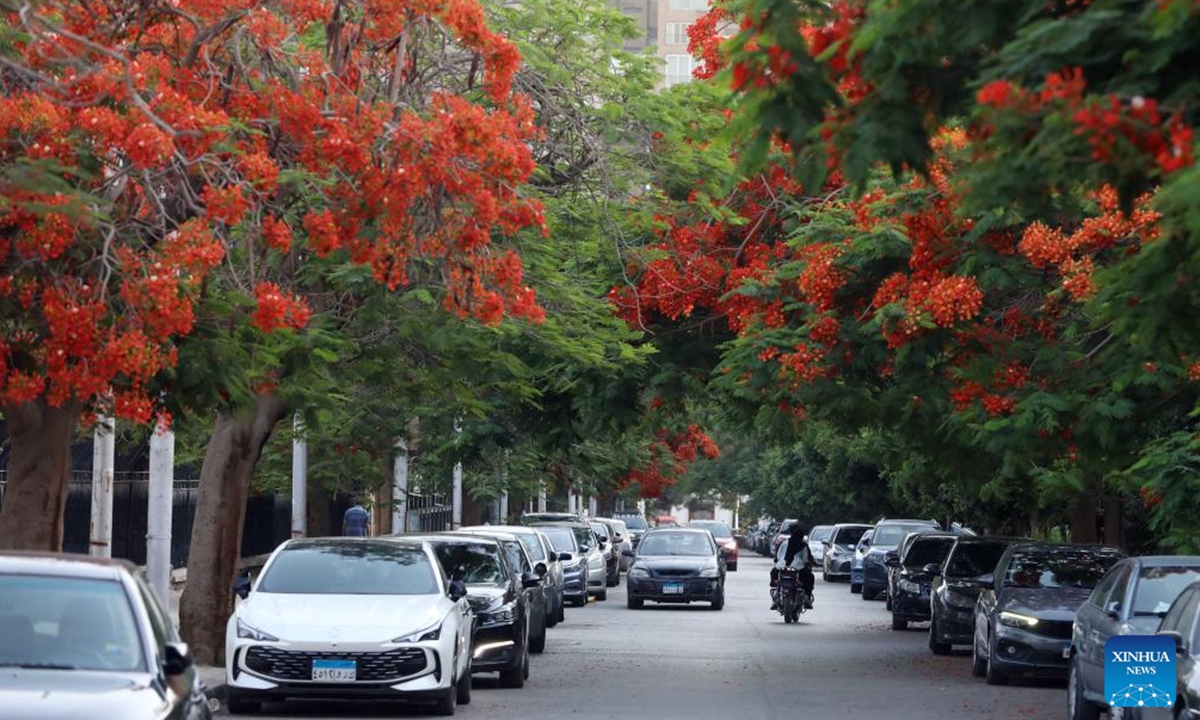 This photo taken on June 4, 2026 shows blooming royal poinciana trees on a street in Cairo, Egypt. (Photo by Ahmed Gomaa/Xinhua)