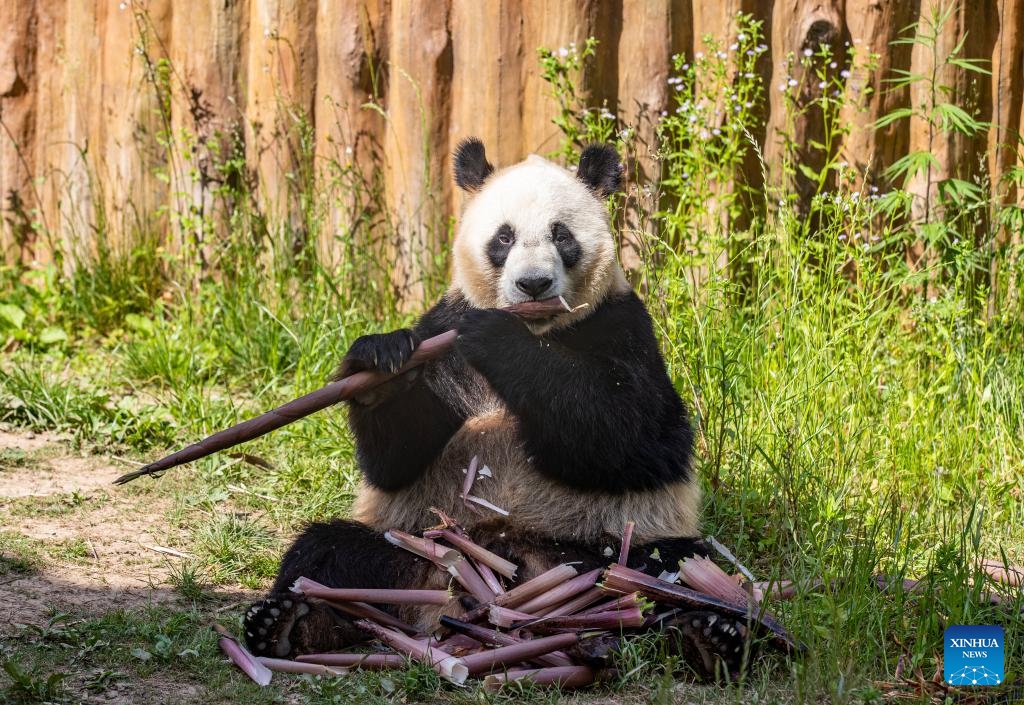 A giant panda enjoys a bamboo shoot at a giant panda base in Foping County, Hanzhong City, northwest China's Shaanxi Province, June 5, 2026. The Foping base integrates functions of giant pandas rescue, scientific research, and breeding. It features habitat buildings, hospitals, outdoor ranges, as well as other supporting facilities dedicated to these much treasured cuddly cuties. (Photo: Xinhua)