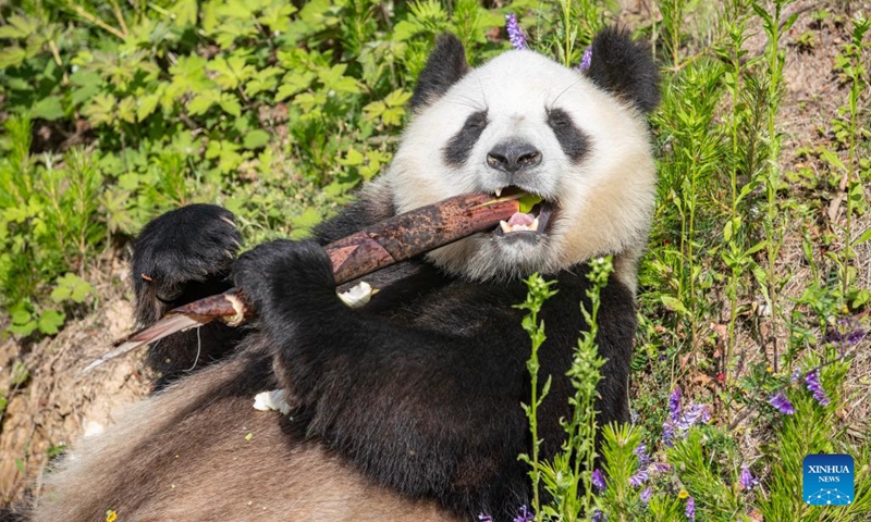 A giant panda enjoys a bamboo shoot at a giant panda base in Foping County, Hanzhong City, northwest China's Shaanxi Province, June 5, 2026. The Foping base integrates functions of giant pandas rescue, scientific research, and breeding. It features habitat buildings, hospitals, outdoor ranges, as well as other supporting facilities dedicated to these much treasured cuddly cuties. (Photo: Xinhua)
