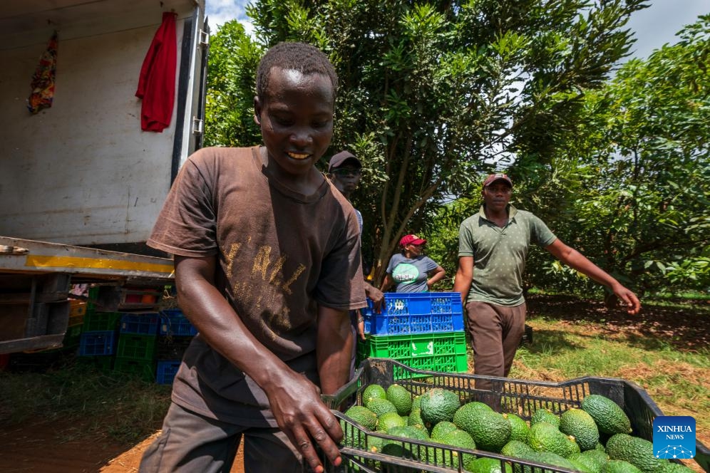 People purchase fresh avocados at an avocado orchard in Muranga County, Kenya, June 4, 2026. Kenya is currently the largest avocado producer in Africa and the first African country to export fresh avocados to China. Avocados produced in Kenya are renowned for their rich oil content and creamy flavor. (Photo: Xinhua)