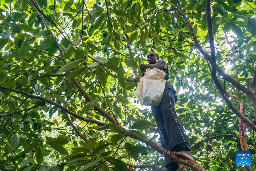 A farmer harvests avocados at an avocado orchard in Muranga County, Kenya, June 4, 2026. Kenya is currently the largest avocado producer in Africa and the first African country to export fresh avocados to China. Avocados produced in Kenya are renowned for their rich oil content and creamy flavor. (Photo: Xinhua)