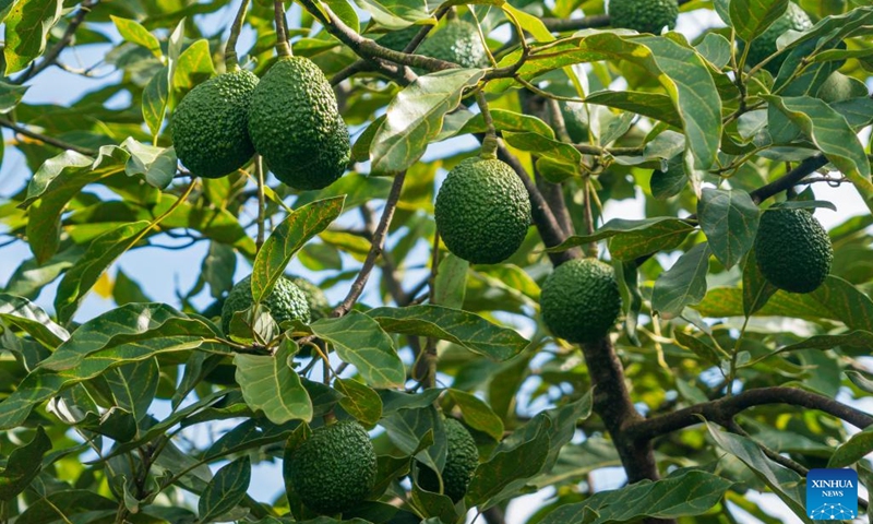 This photo taken on June 5, 2026 shows avocados at an avocado orchard in Nyeri County, Kenya. Kenya is currently the largest avocado producer in Africa and the first African country to export fresh avocados to China. Avocados produced in Kenya are renowned for their rich oil content and creamy flavor. (Photo: Xinhua)
