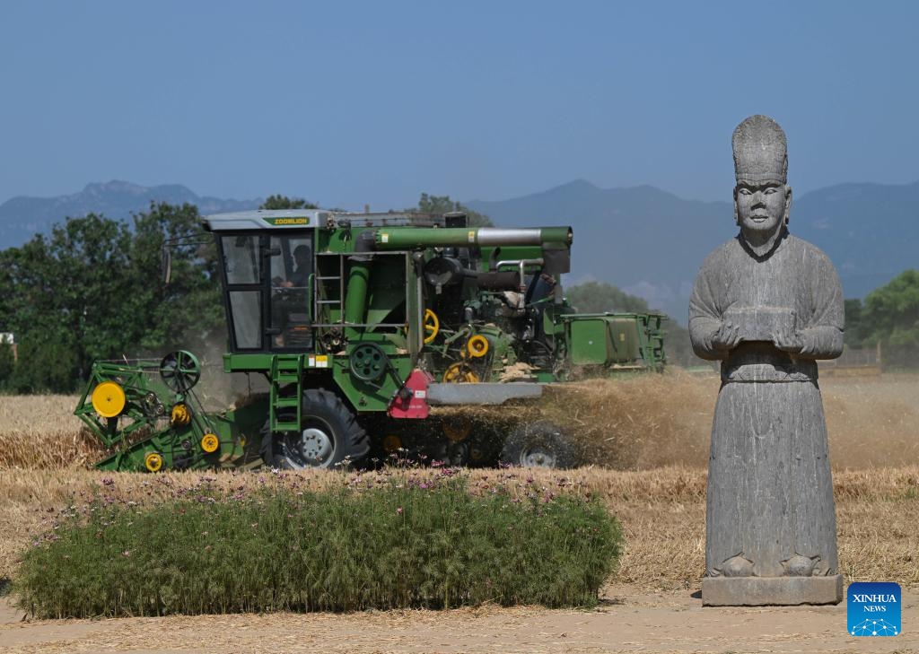 A harvester operates at a wheat field in the Yongtai Mausoleum area in Gongyi, central China's Henan Province, June 4, 2026. Stone statues at Yongtai Mausoleum, an imperial tomb of Song Dynasty (960-1127), stand amid farmlands, witnessing another bumper harvest here. (Photo: Xinhua)