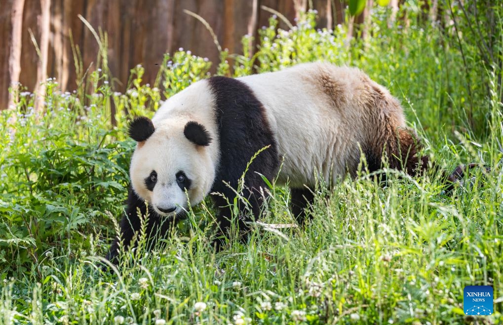 A giant panda strolls at a giant panda base in Foping County, Hanzhong City, northwest China's Shaanxi Province, June 5, 2026. The Foping base integrates functions of giant pandas rescue, scientific research, and breeding. It features habitat buildings, hospitals, outdoor ranges, as well as other supporting facilities dedicated to these much treasured cuddly cuties. (Photo: Xinhua)