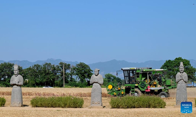 A harvester operates at a wheat field in the Yongtai Mausoleum area in Gongyi, central China's Henan Province, June 4, 2026. Stone statues at Yongtai Mausoleum, an imperial tomb of Song Dynasty (960-1127), stand amid farmlands, witnessing another bumper harvest here. (Photo: Xinhua)