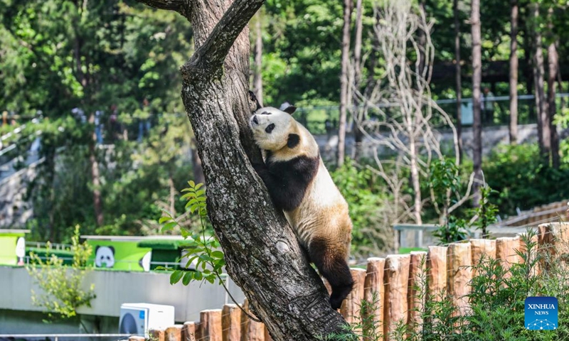 A giant panda climbs a tree at a giant panda base in Foping County, Hanzhong City, northwest China's Shaanxi Province, June 5, 2026. The Foping base integrates functions of giant pandas rescue, scientific research, and breeding. It features habitat buildings, hospitals, outdoor ranges, as well as other supporting facilities dedicated to these much treasured cuddly cuties. (Photo: Xinhua)
