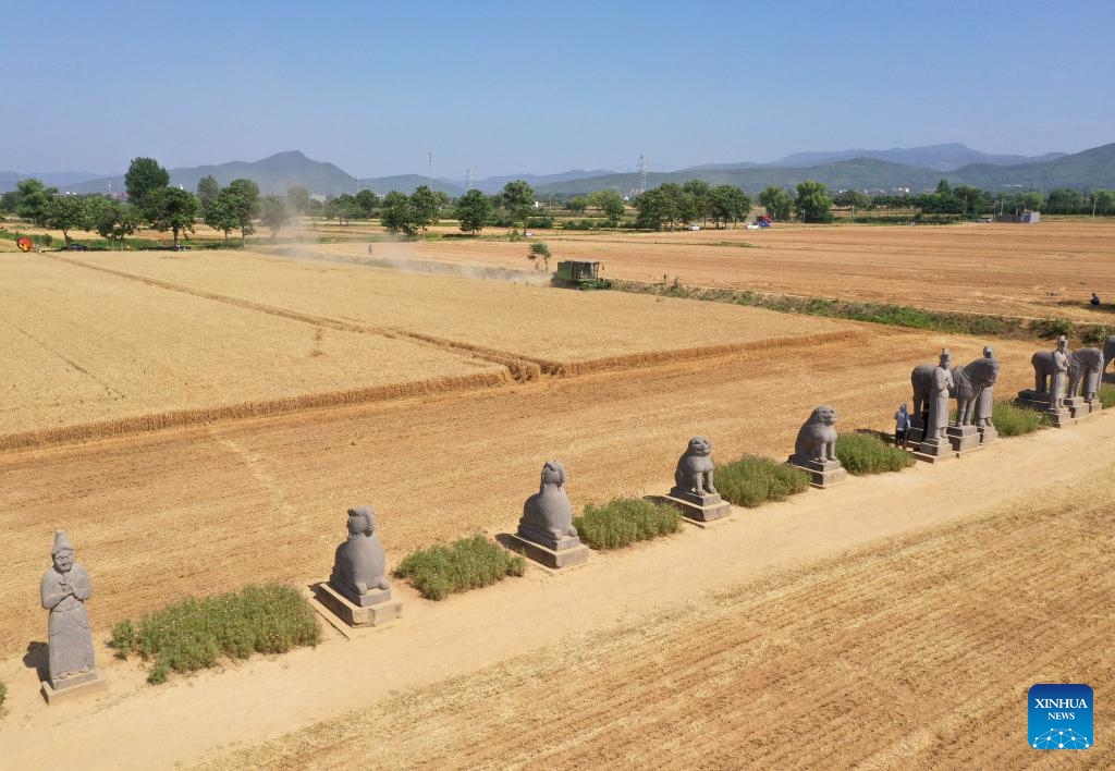 An aerial drone photo taken on June 4, 2026 shows a harvester operating at a wheat field in the Yongtai Mausoleum area in Gongyi, central China's Henan Province. Stone statues at Yongtai Mausoleum, an imperial tomb of Song Dynasty (960-1127), stand amid farmlands, witnessing another bumper harvest here. (Photo: Xinhua)