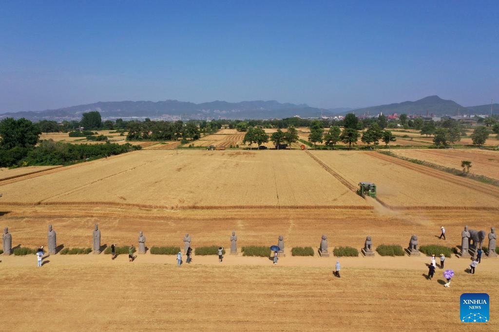 An aerial drone photo taken on June 4, 2026 shows a harvester operating at a wheat field in the Yongtai Mausoleum area in Gongyi, central China's Henan Province. Stone statues at Yongtai Mausoleum, an imperial tomb of Song Dynasty (960-1127), stand amid farmlands, witnessing another bumper harvest here. (Photo: Xinhua)