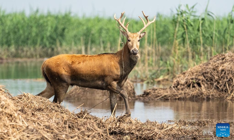 A milu deer is pictured at the south Dongting Lake nature reserve in central China's Hunan Province, June 4, 2026. Due to the rise of the water level of Dongting Lake, more than 170 milu deer have moved here from low-lying areas. (Xinhua/Chen Sihan) Photo: Xinhua